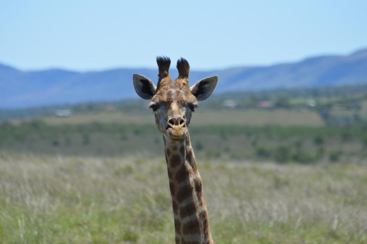 African Safari Lodge Grahamstown Εξωτερικό φωτογραφία