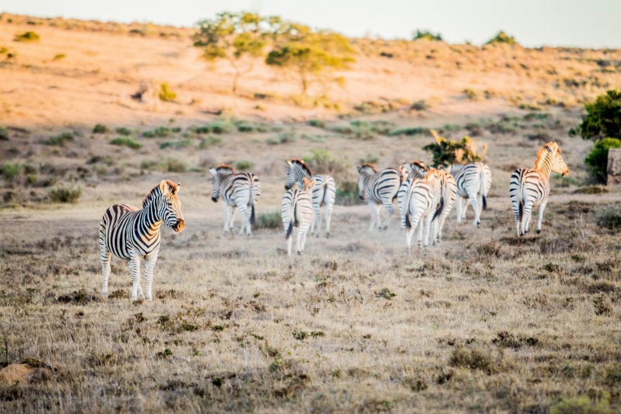 African Safari Lodge Grahamstown Εξωτερικό φωτογραφία