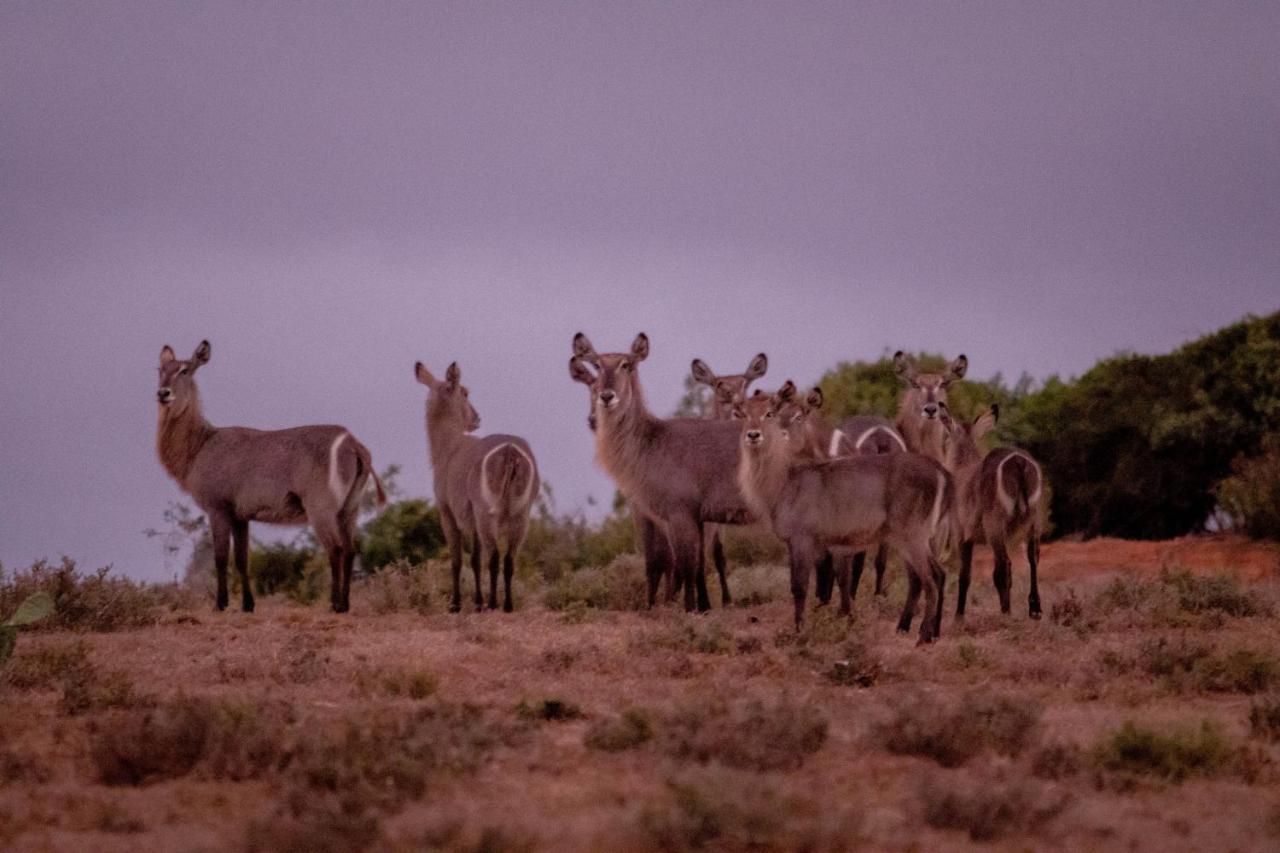 African Safari Lodge Grahamstown Εξωτερικό φωτογραφία