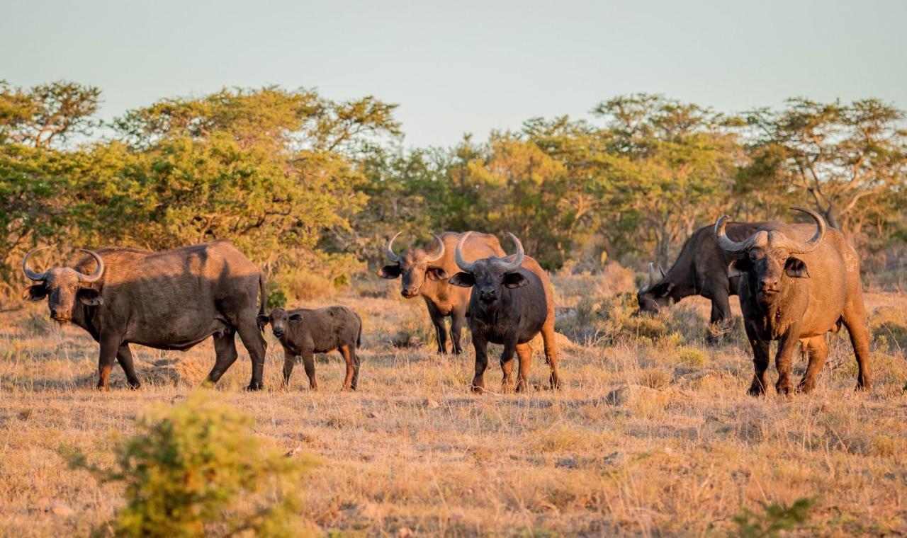 African Safari Lodge Grahamstown Εξωτερικό φωτογραφία